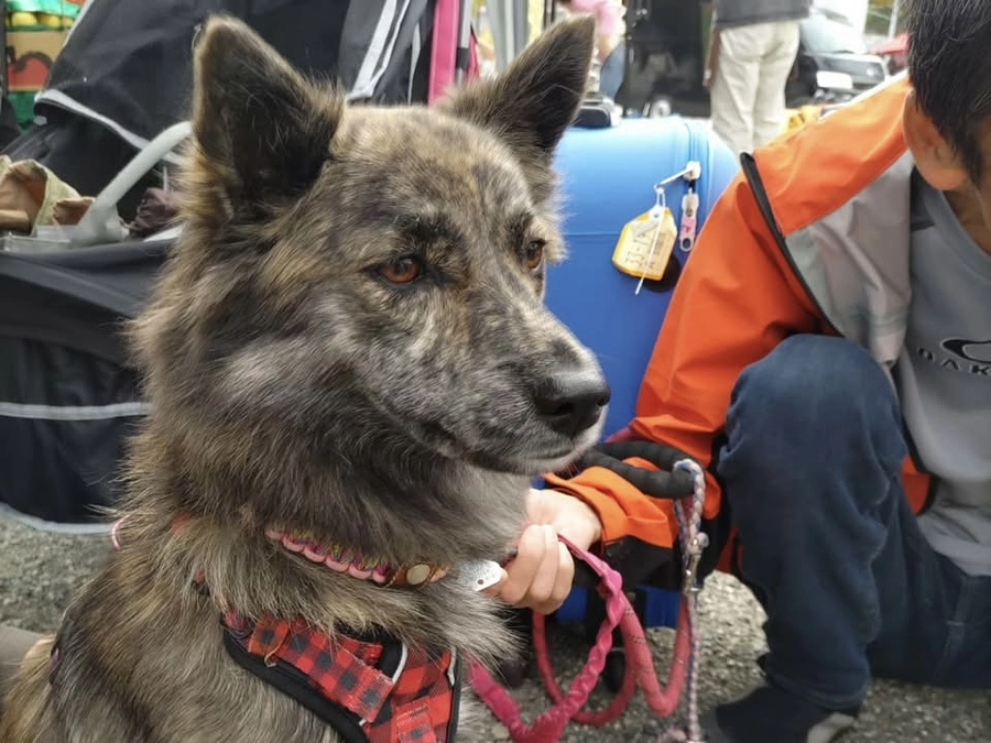 里親さまからのメッセージ　ニコのご家族より