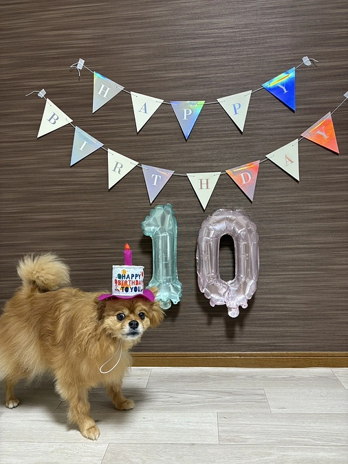 アポ10歳の誕生日🎉