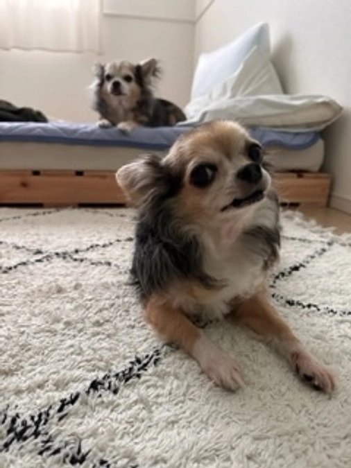 ちょっと咳が増えてきました😔🐶