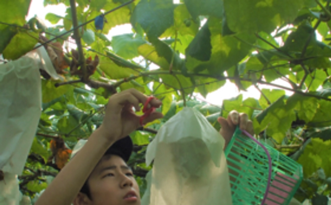 サンクスメール・法人の活動報告レポート