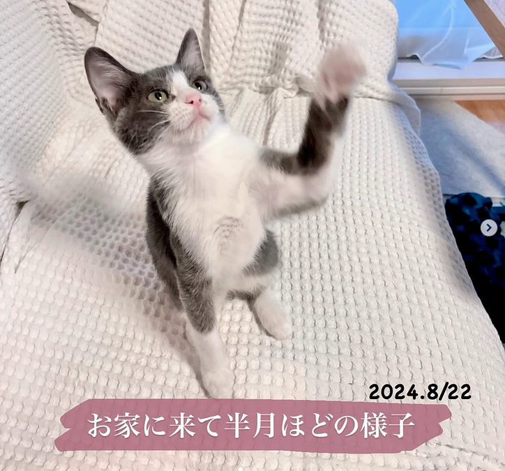 我が家に来てから半月ほどたった時のお市（寄生虫について）