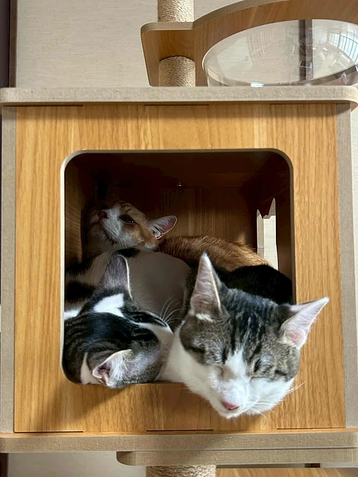 猫たちの様子です