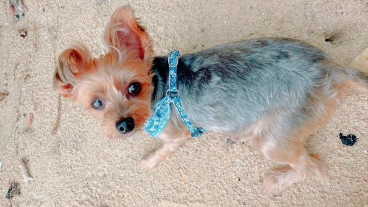 保護犬ももの胸膜腹膜ヘルニア手術•治療費のご支援どうかお願いします 2枚目