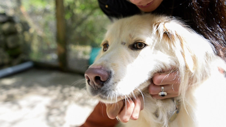 日本最大級!保護団体の動物情報を1つに集約したサイトを制作!