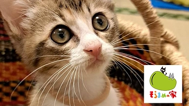 保護ねこたちの生活を一緒に支えてくれるサポートメンバーさん募集！ のトップ画像