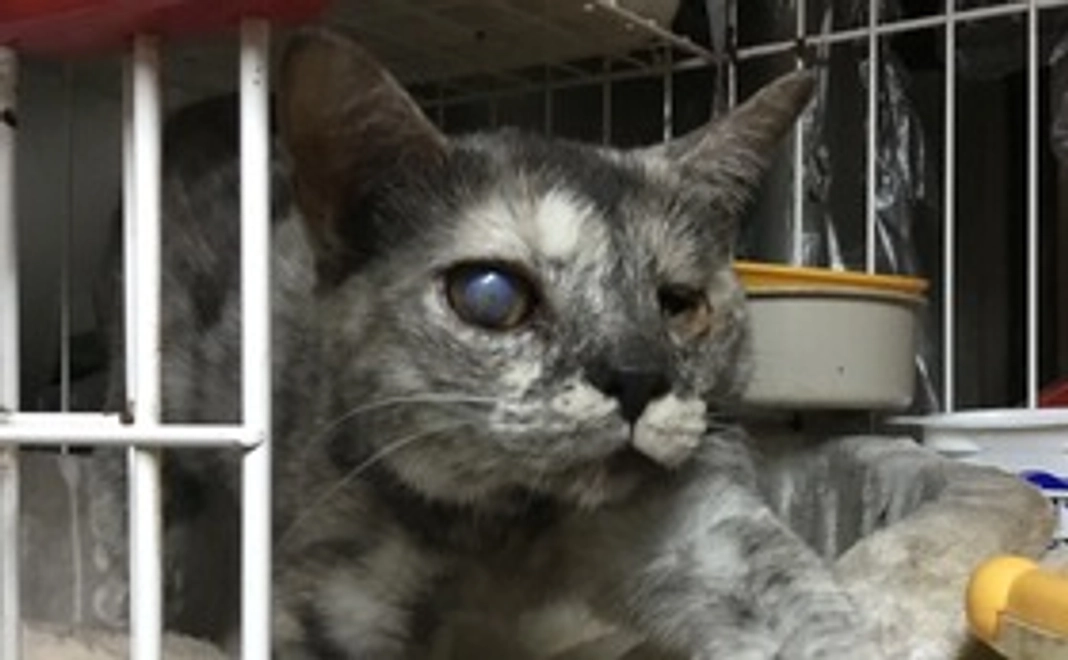 毎月2000円コース