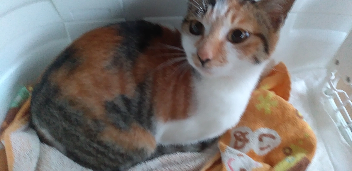 今日メス仔猫避妊手術