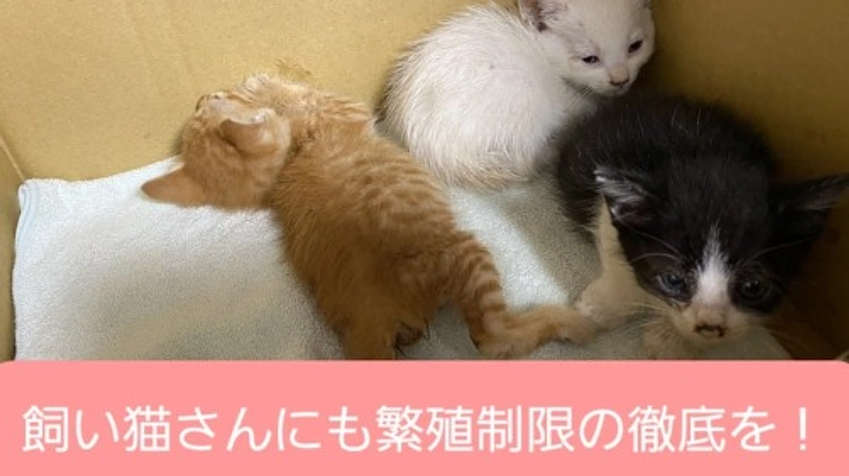 【残り4日｜ご支援者様300名突破✨】17頭の保護から3年。残る4頭は今日も元気です🐈