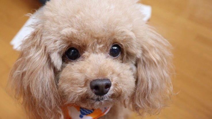 動物病院発！老々介護問題を解決するために訪問介護をしたい！