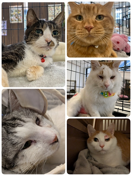 5匹の医療について