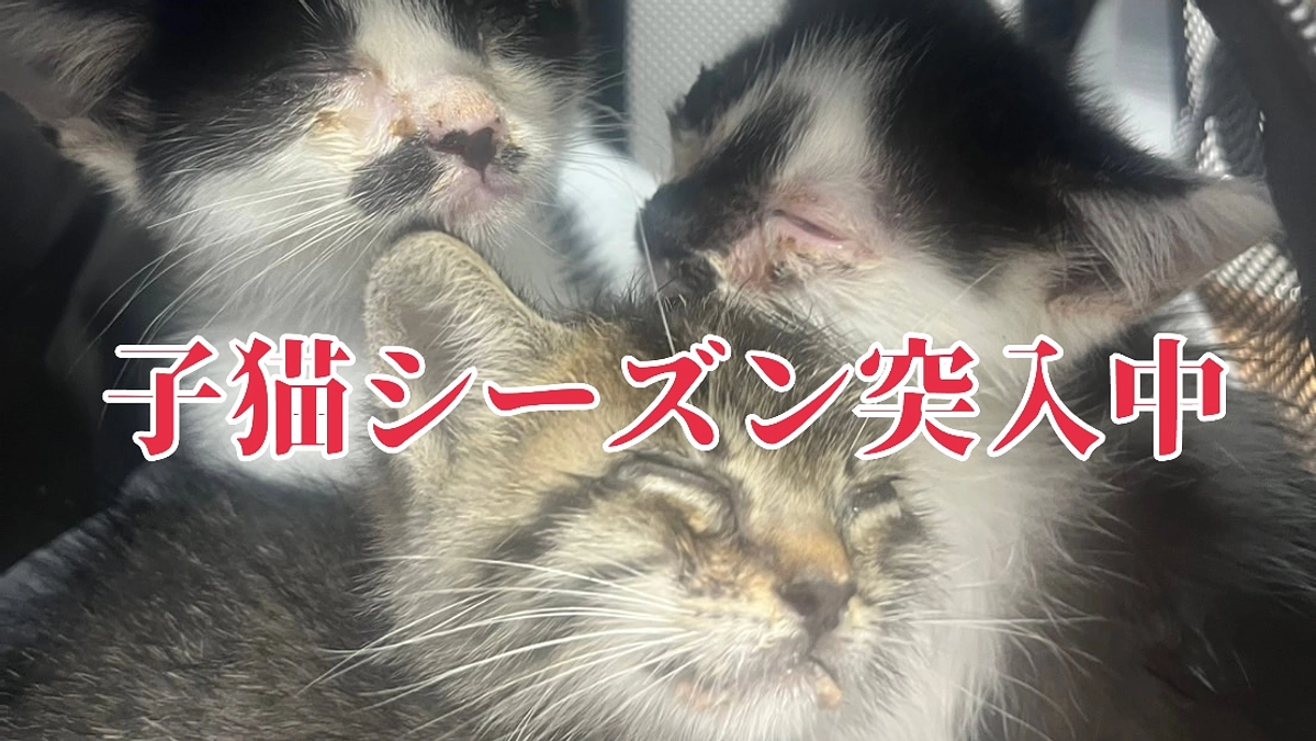 子猫のシーズンが到来しました