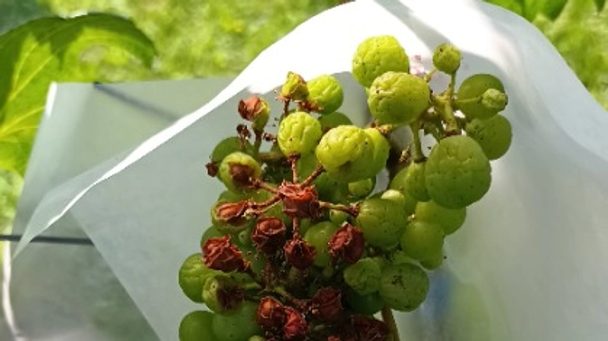 高温障害が発生・・・