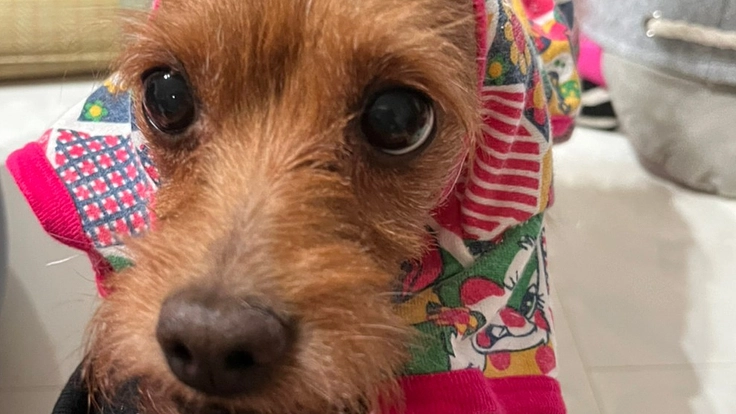 愛犬ひろみを元気に歩かしてあげたい。