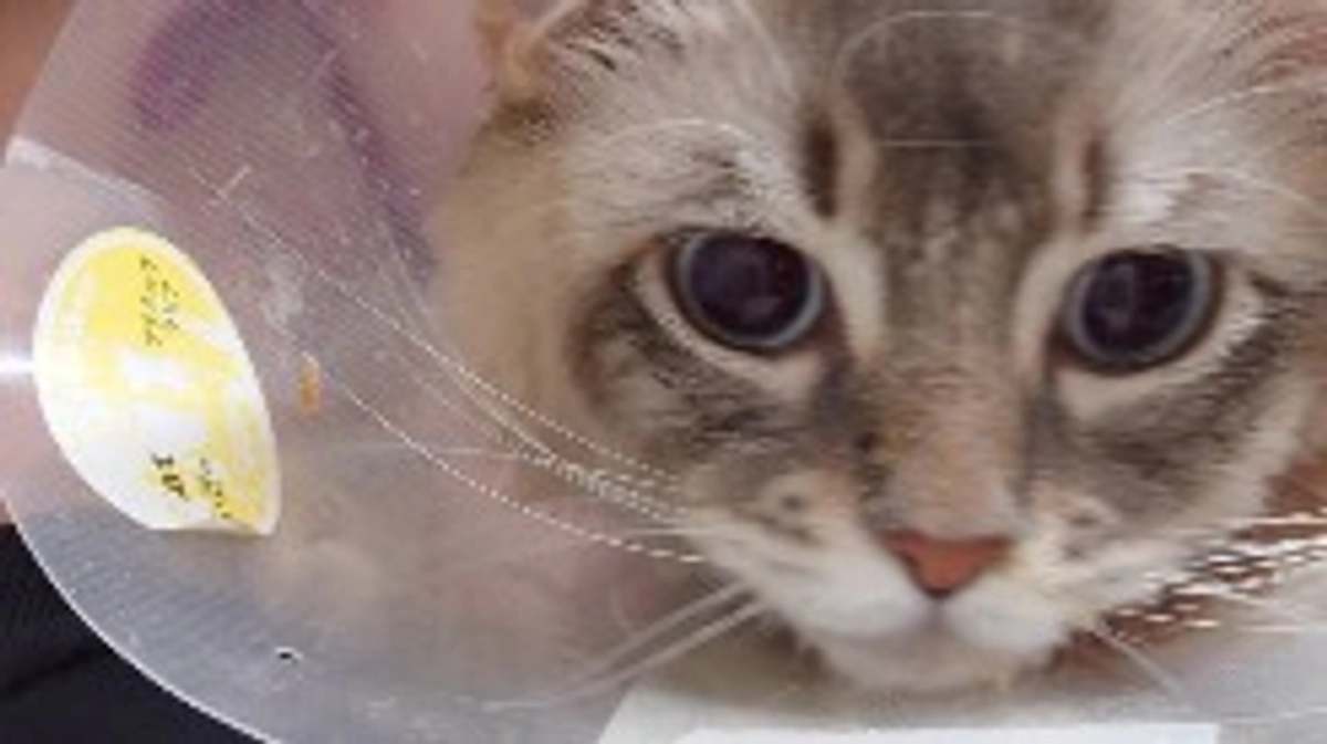 ラテの面会にいきました