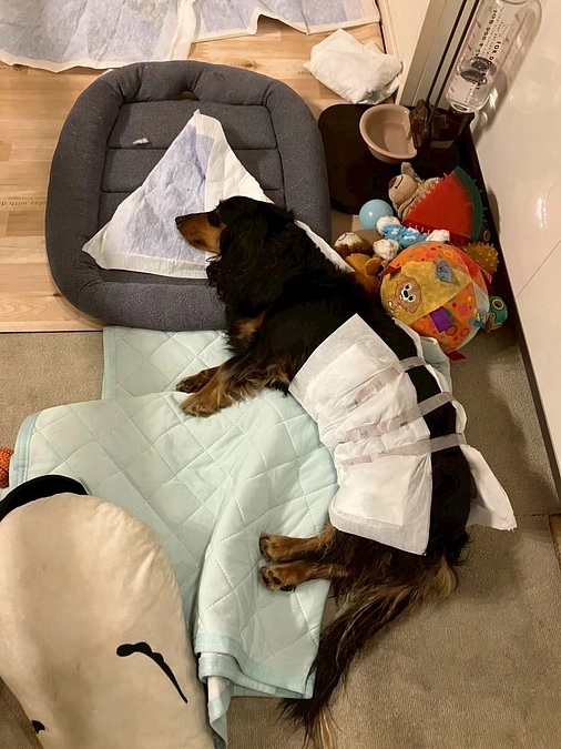 闘病記録【後ろ足の異常に気づいた日―イブラの発症初日】