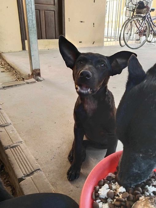 お寺に住む「トロ」が皆に攻撃されて深い傷を負い病院へ