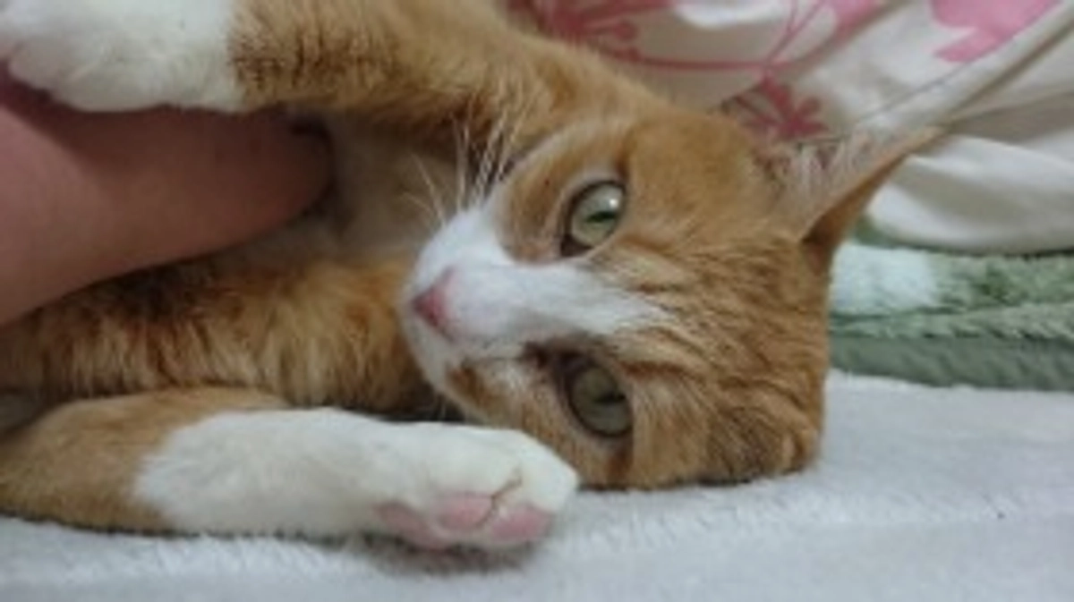 野良猫対応、野良猫価格、保護活動者に優しい病院って何？