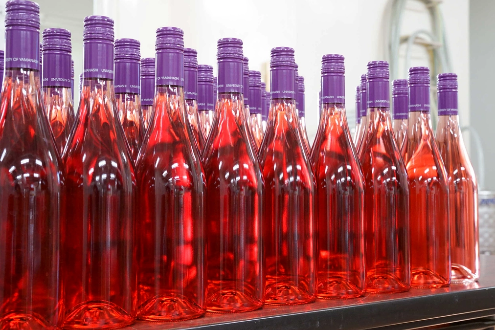 初めてのロゼワイン醸造