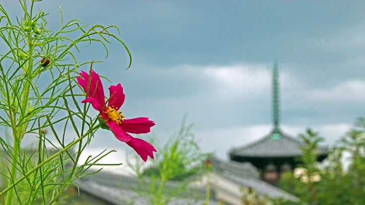 古都・奈良を支えて盛り上げよう!!