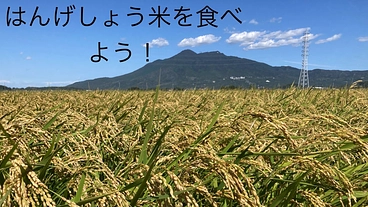 本物の自然栽培「はんげしょう米」を多くの人に食べて頂き普及したい！ のトップ画像