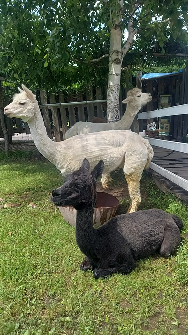 応援コメントのご紹介②