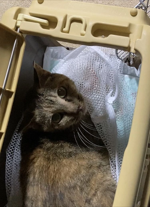 うめちゃん　２回目の抜歯手術頑張りました！