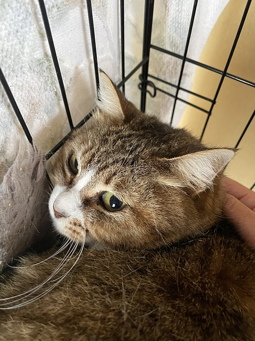 セイラさんの保護日誌