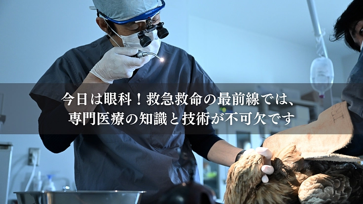 もっと多くの命を繋ぎたい!野生猛禽類の救護と継続飼育体制の充実を 4枚目