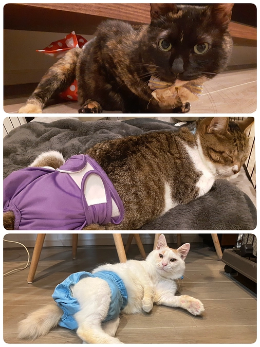 【くるみちゃん】【ふうま君】【つきまろ君】の医療