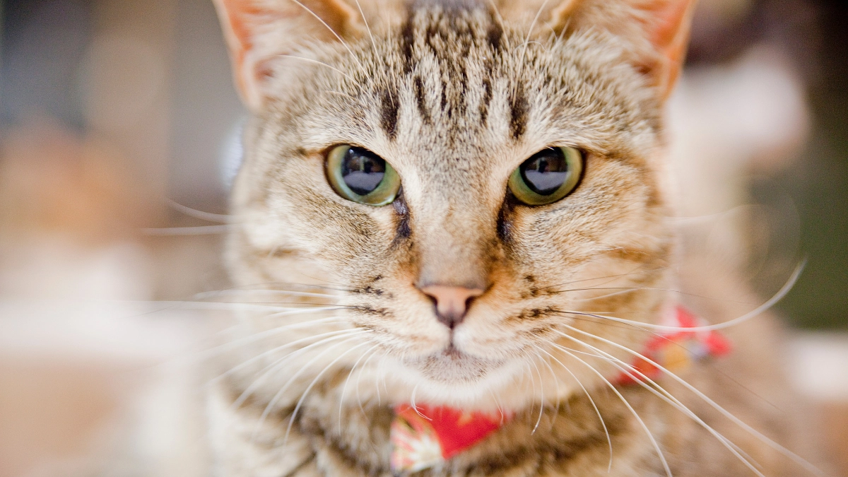 捨て猫をなくす会、会長鈴木から大切なお知らせとお願いです。