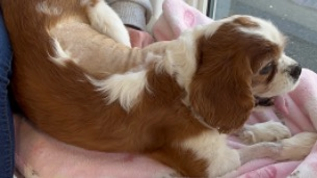 術後4日目。ルイに会いにいきました✨