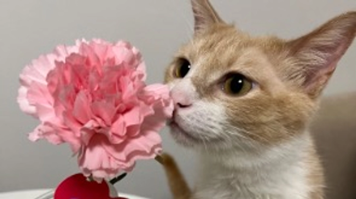 【代理支援反映のお知らせ】