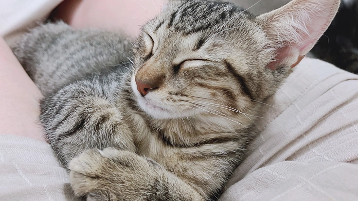 猫と人を幸せにする！青梅に譲渡型の保護猫カフェを作ります‼︎