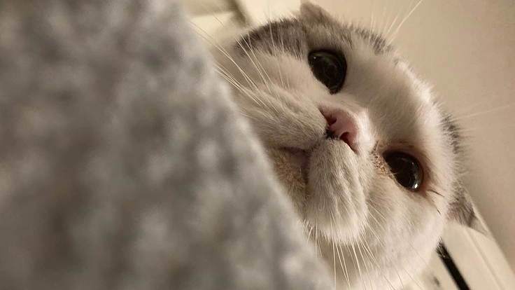 【拘束型心筋症】蘇生して生き返ったさぶろうにご支援をお願いします