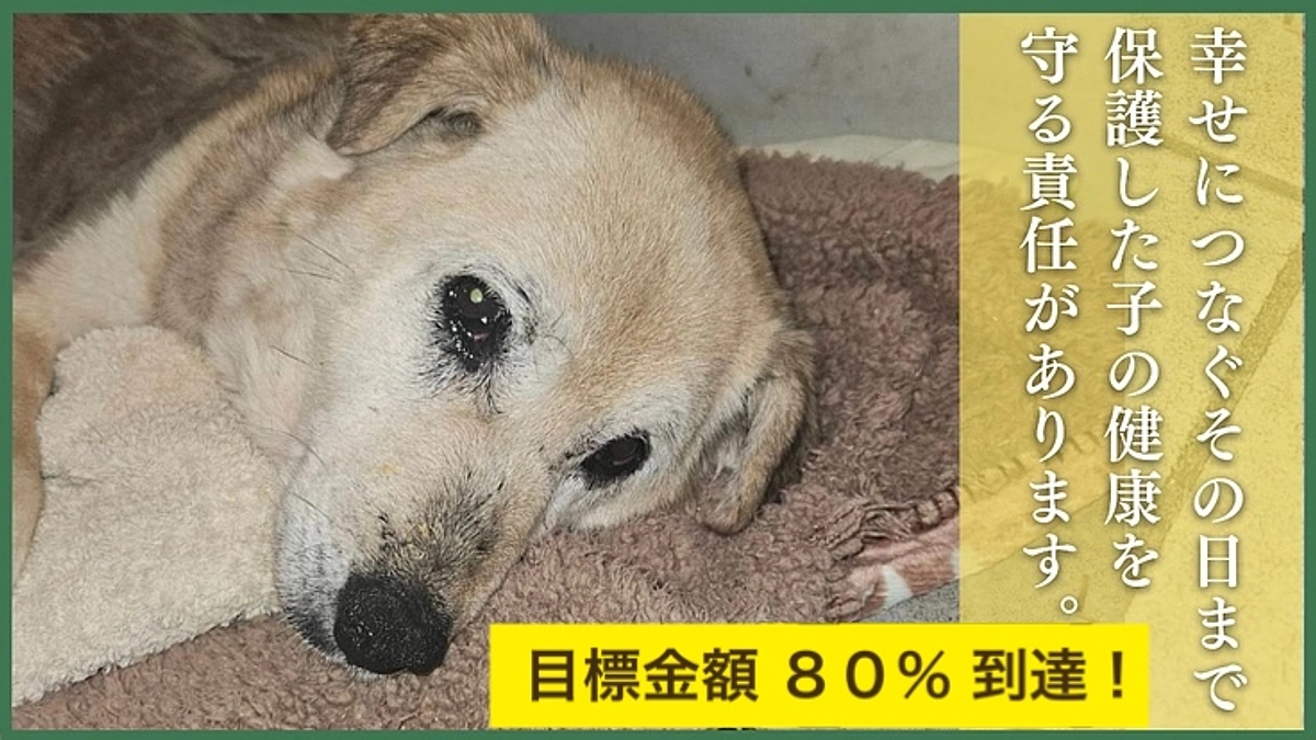 【感謝‼︎ 目標金額の８０％到達！】