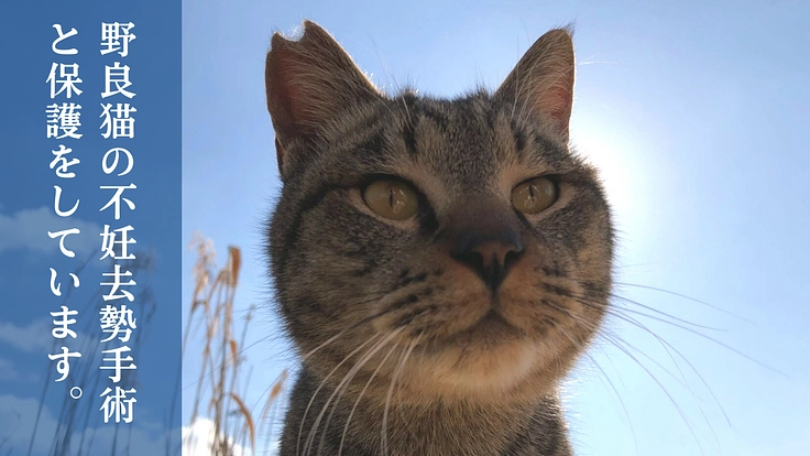 人知れず消えていく命をゼロに。悲願「野犬の保護シェルター」新設へ 3枚目