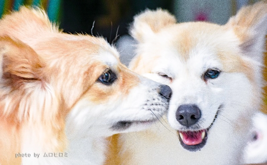 【寄付金控除対象】全力応援コース｜3,000円