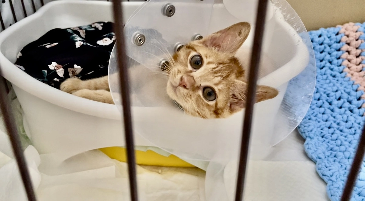 抜糸後のめいちゃん