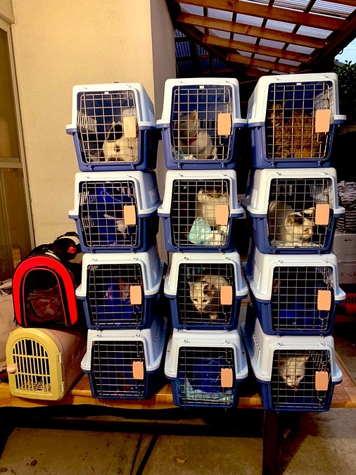 【55％！330万円を突破！】興居島の子たちをリリースしました！捕獲のポイントを映像でお届けします！