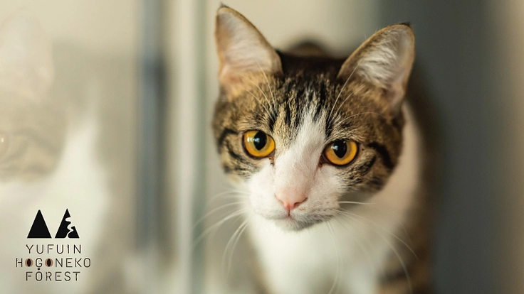 湯布院の森に、「保護猫」を主役にした体験型テーマパークを作りたい！