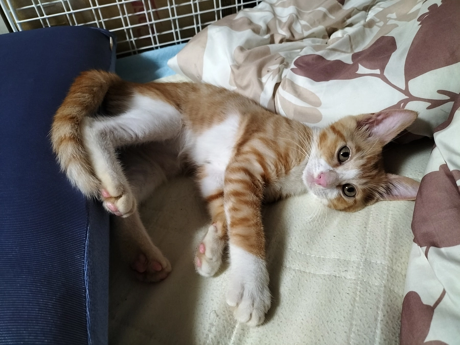 カラスに襲われていて助けた子