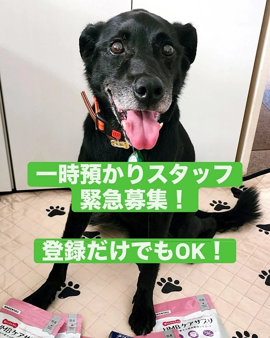 🐾一時預かりスタッフ緊急募集のお願い🐾