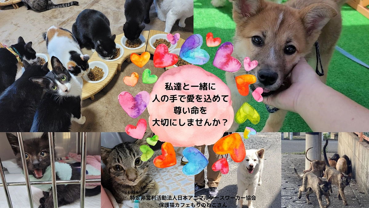 YouTubeチャンネルのお知らせ