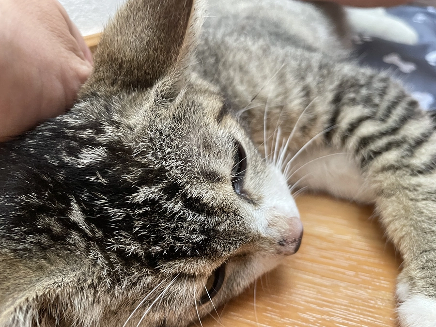 初のワクチン打ってきました！