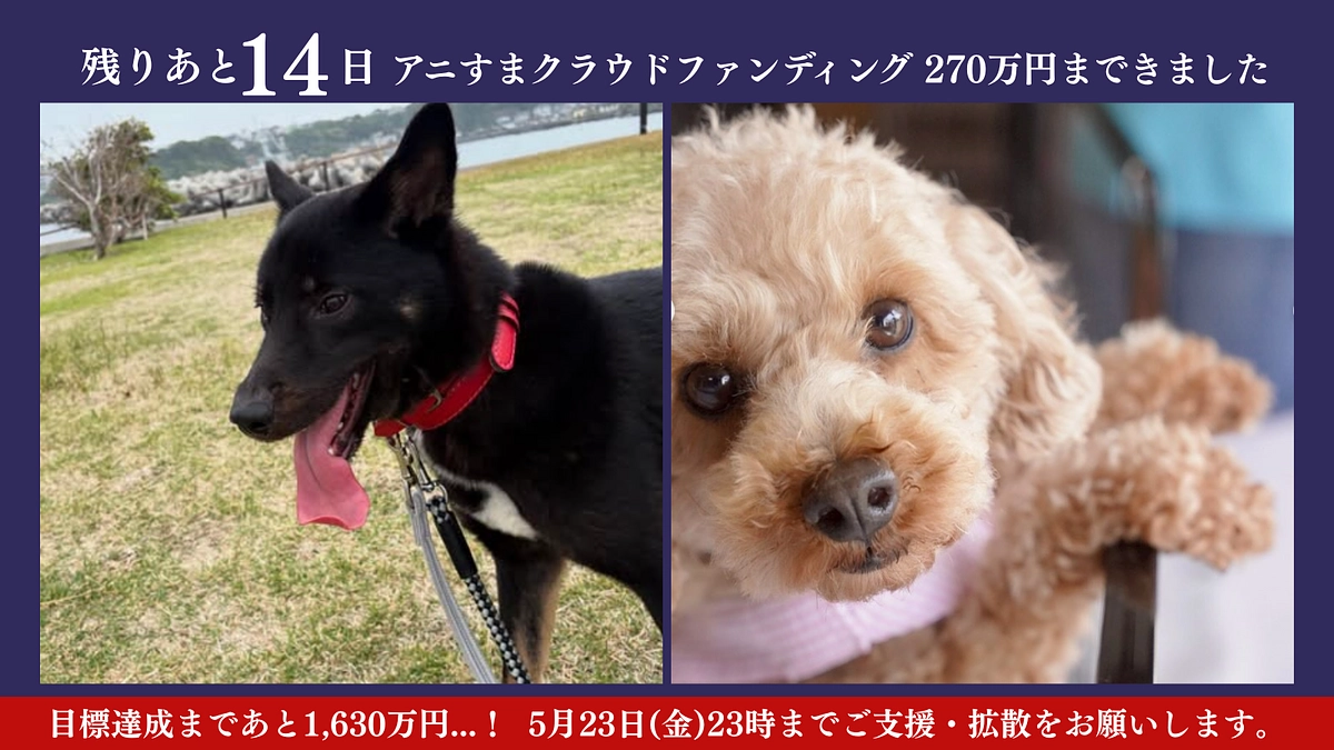 残り2週間｜今週末も譲渡会の予定でしたがスタッフ体調不良のためお休みです