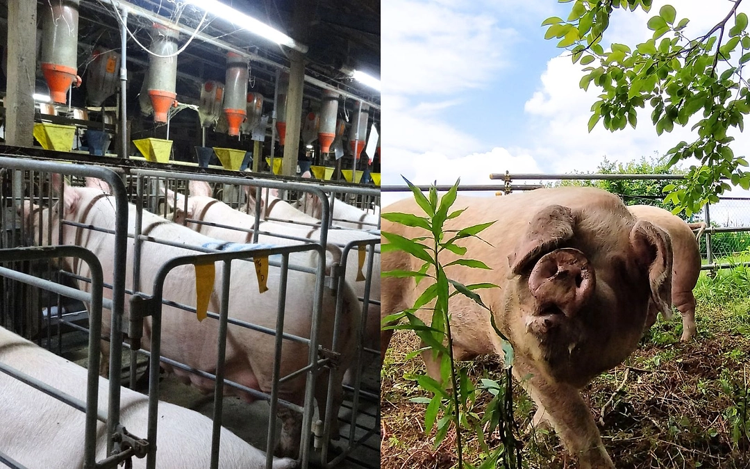 拘束されて身動きが取れない　そんな動物たちを救おう