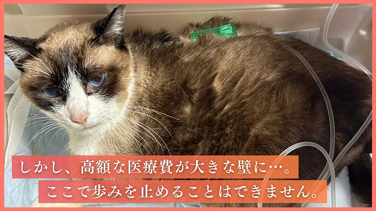 人の深刻な高齢化から犠牲になる猫を救うために。命を守る医療支援を！ 5枚目