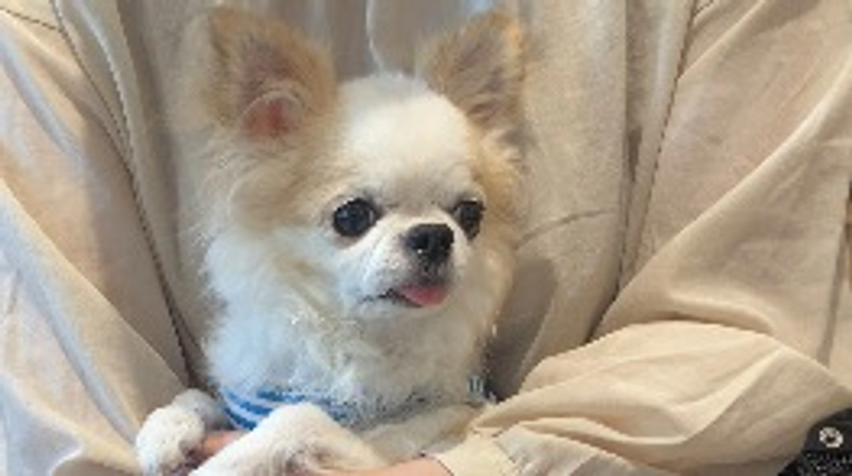 只今、術前検査待ちです…