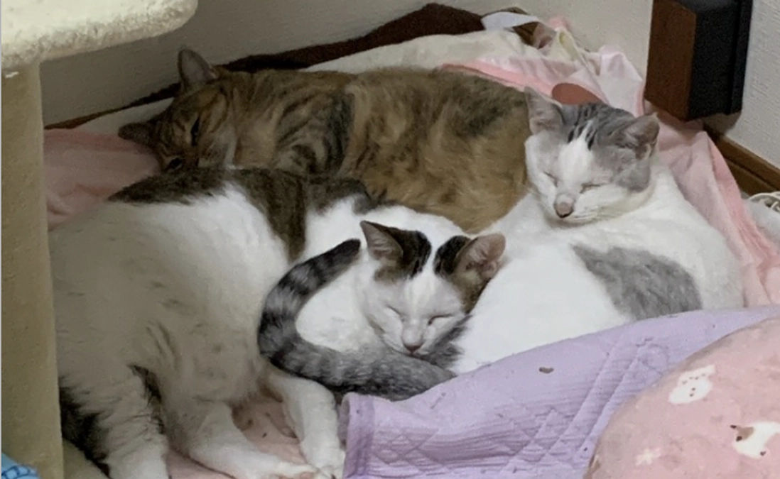 ボランティアスタッフによる応援リレーVol7