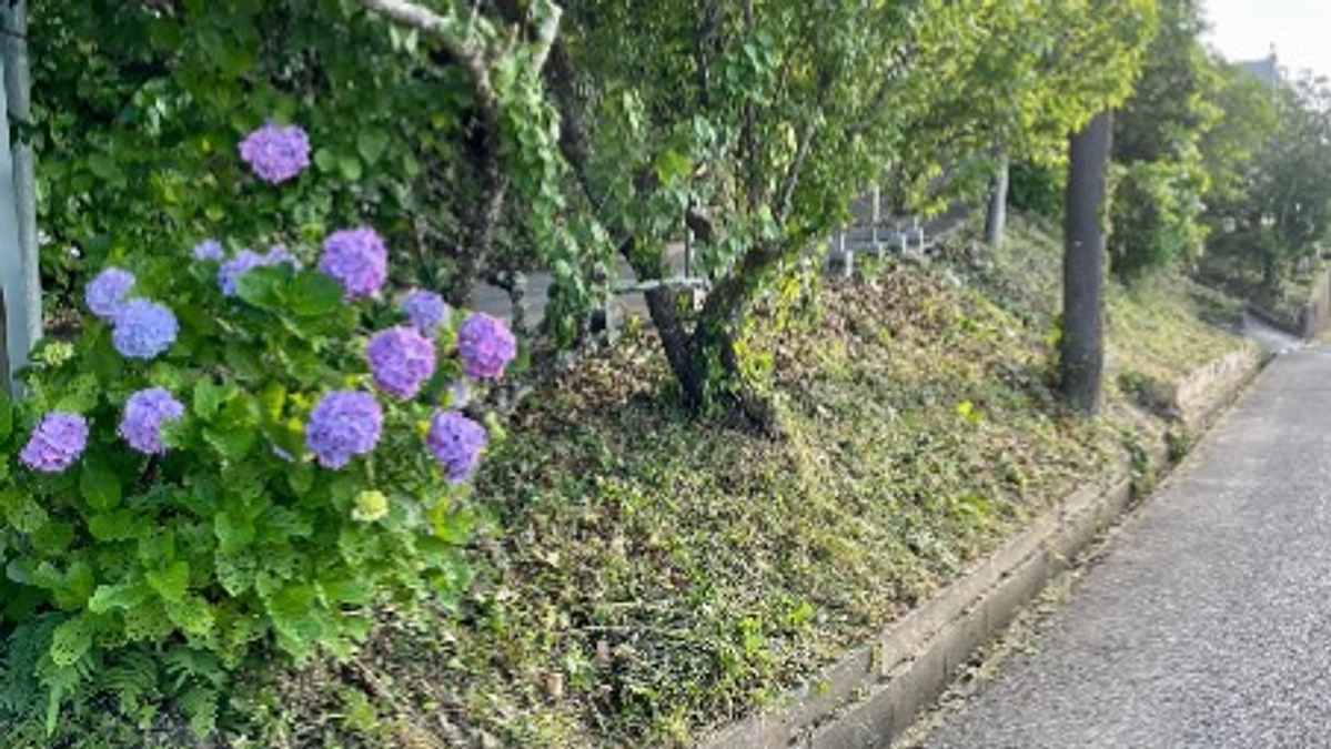 草刈り共同作業